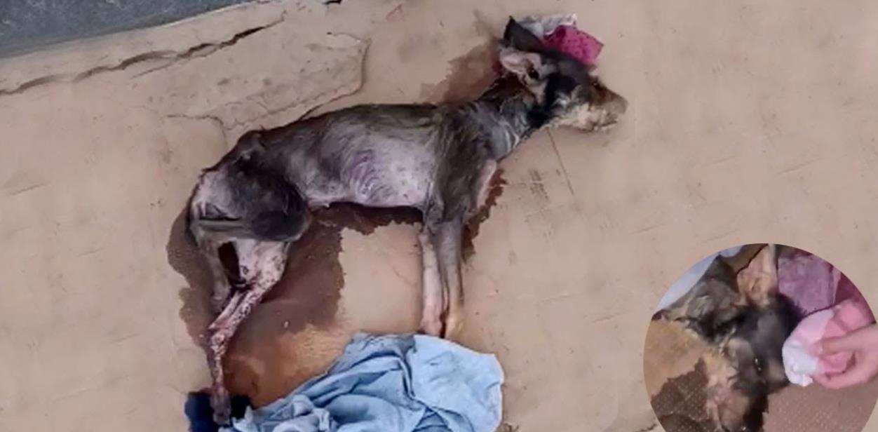 Abandoned and Freezing: Heartbreaking Moment as They Left Her to Suffer Alone!
