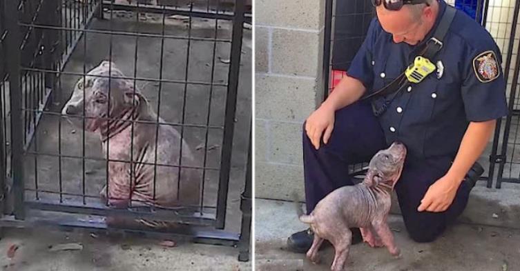 From Rain to Redemption: Chunk's Inspiring Journey from Abandonment to a Loving Home