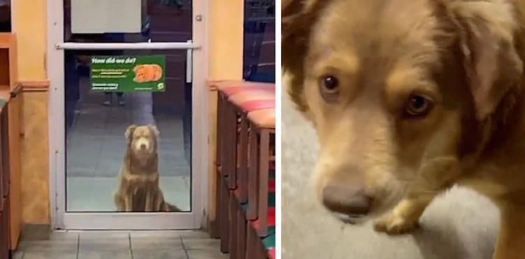 Subway Sally: The Stray Dog Captivating Hearts and Spreading Kindness Across the Globe
