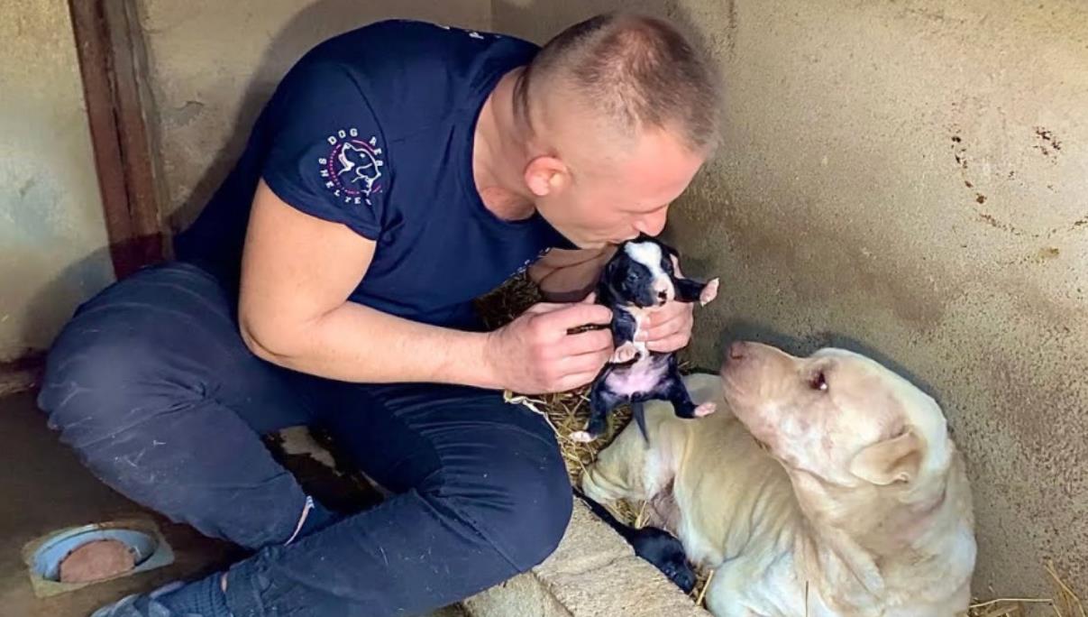 Abandoned Dog and Puppies Rescued from the Forest: A Journey of Hope and Healing