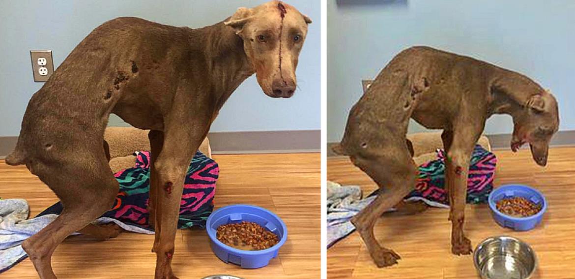 Rescued Doberman Spencer Heals and Finds Joy in New Forever Home
