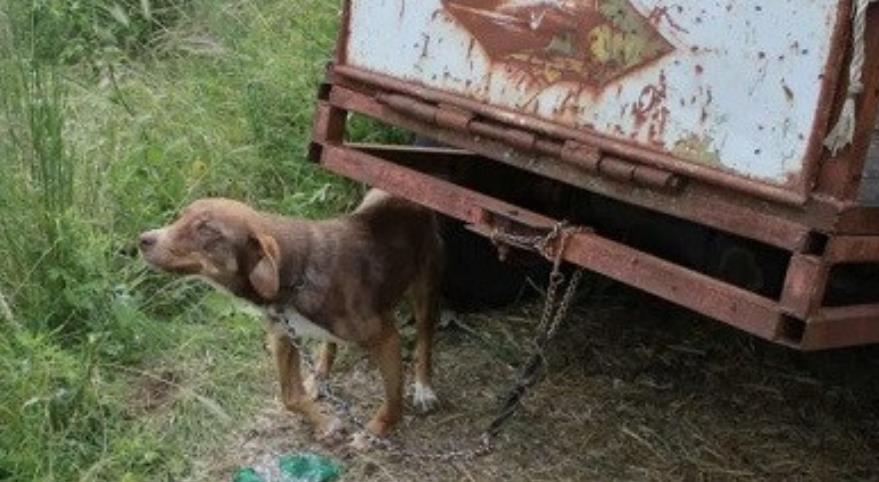 From Isolation to Adoration: Duke's Heartwarming Rescue and New Beginning