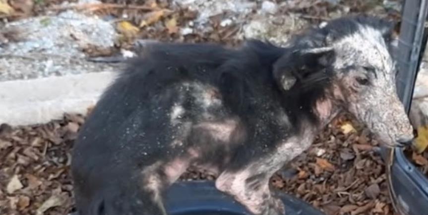Stray Dog Neve's Inspiring Journey: From Tire Refuge to Beloved Companion