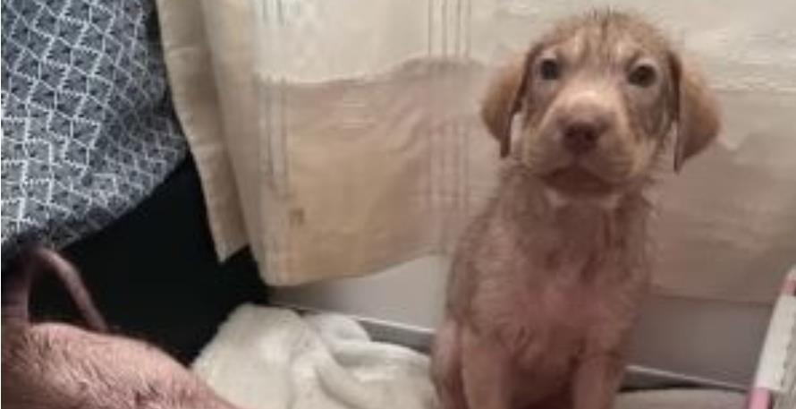 From Street Struggles to Forever Home: Puppies Inspire with Resilience and Love