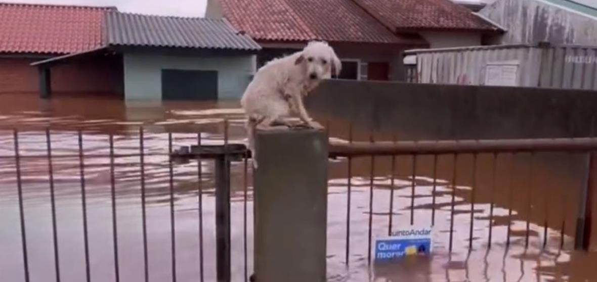 Heroic Animal Rescuers Brave Dangerous Floods to Save Pets in Rio Grande do Sul