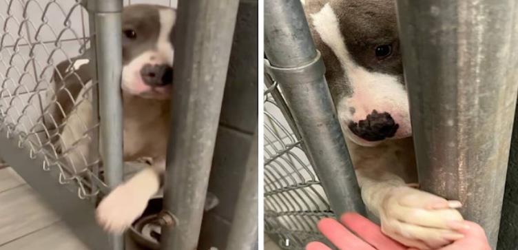 From Abandoned Under a Tree to Finding Hope: Aden the Dog's Heartwarming Journey for Love
