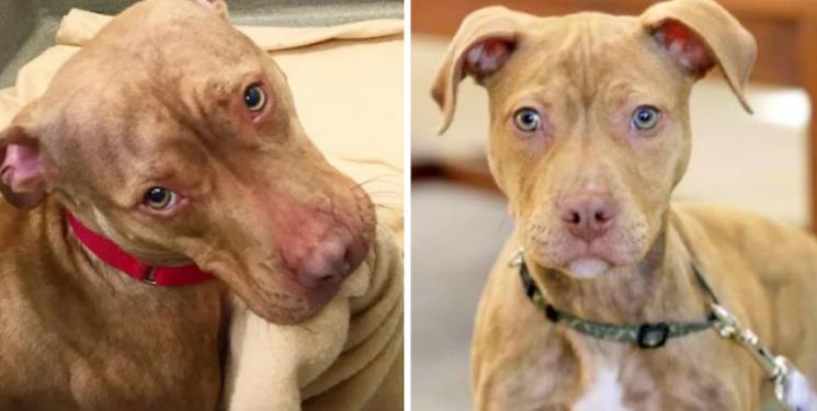 Pitbull's Bed-Making Video Goes Viral, Leading to Adoption Triumph
