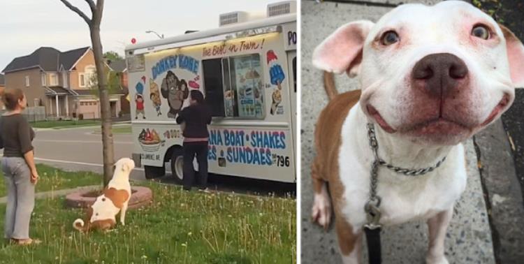 Bull's Joyful Ice Cream Moment Brings Smiles to All