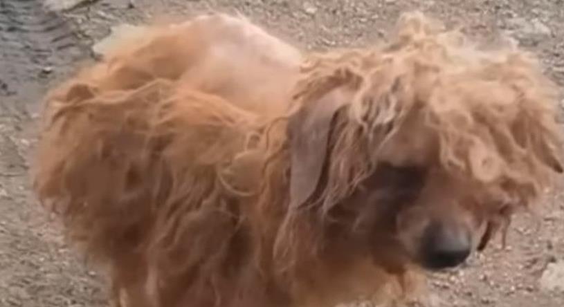Tootsie's Legacy: A Story of Resilience in the Face of the Dog Meat Trade's Cruelty