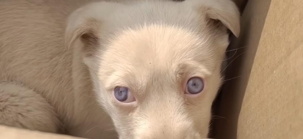 Big Sister's Mission: Turning Abandoned Animals into Cherished Family Members