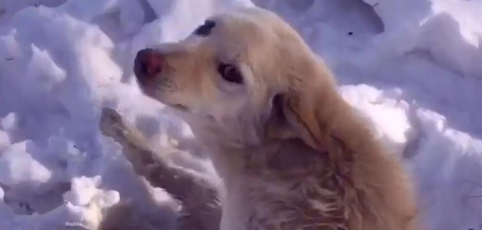 Lunka's Incredible Journey: From Pain to Power, This Puppy Overcomes Every Obstacle!