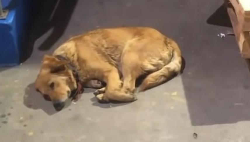 From Stray to Safe: Serena's Journey to a New Life After Rescue改寫成facebook