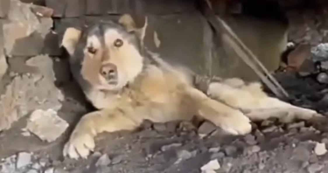 Vova's Inspiring Comeback: Rescued Husky Overcomes Adversity and Triumphs with New Wheels!