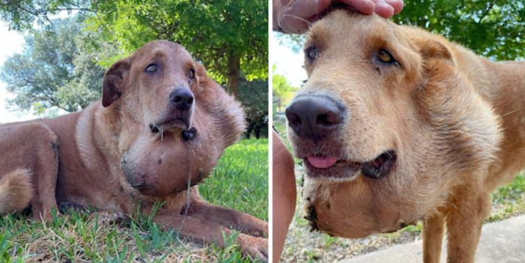 Jake's Journey: From Neglect to Healing and Hope