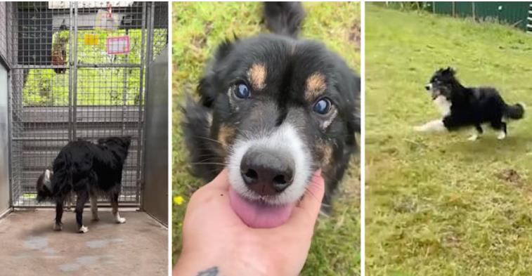 Blind Collie Jacko's 15-Month Journey to a Forever Home: A Story of Resilience