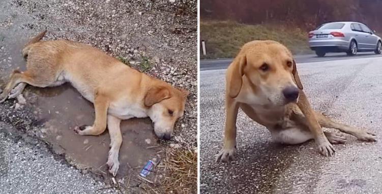 Against All Odds: Injured Maddox Walks Again, Thanks to His Rescuer's Hope