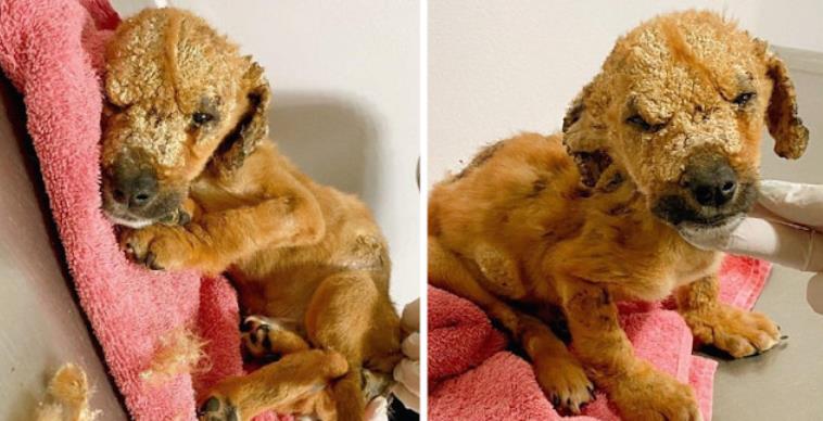 From Broken to Healed: Rada the Puppy's Transformative Rescue Journey