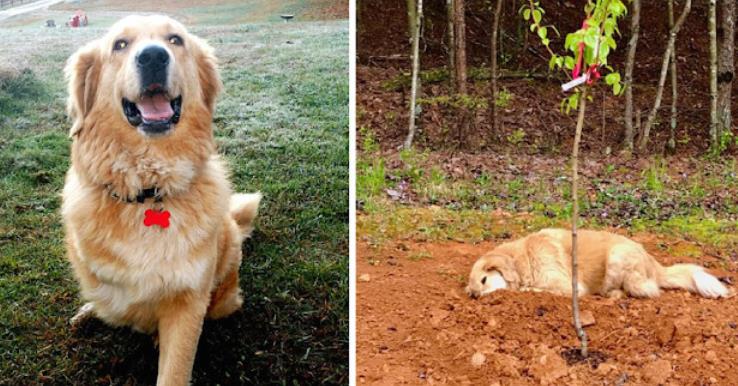 Tricycle the Three-Legged Dog: A Heartfelt Lesson in Love and Loss at the Rescue Sanctuary