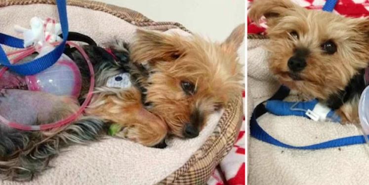 Brave Yorkie Missy: Toronto's Hero After Defending Her Owner from a Coyote