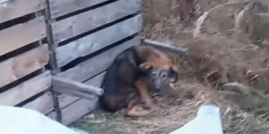 From Neglect to Happiness: Vivaldi's Heartwarming Journey Inspires Hope for Homeless Pets