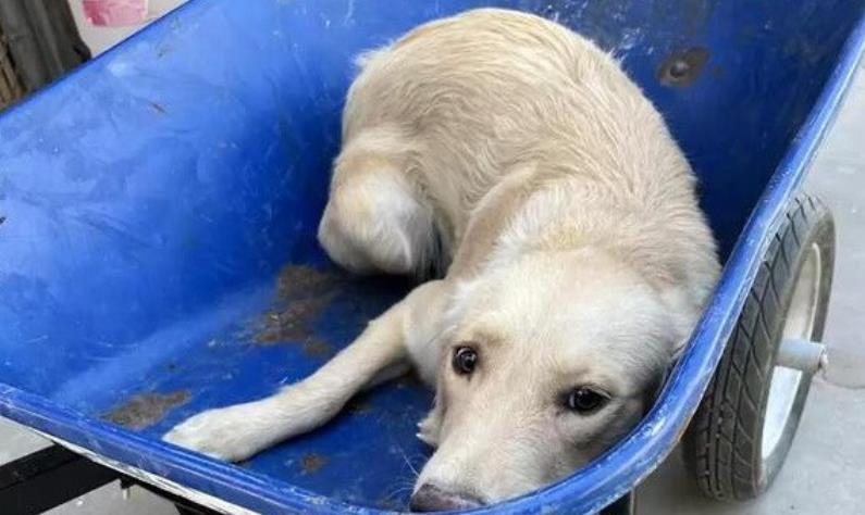From Wheelbarrow to Forever Home: Darla's Miraculous Journey of Resilience and Hope