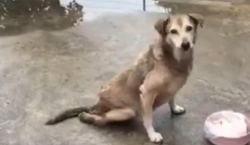 From Hopeless to Hero: Paralyzed Stray Dog's Incredible Rescue Journey Will Melt Your Heart!