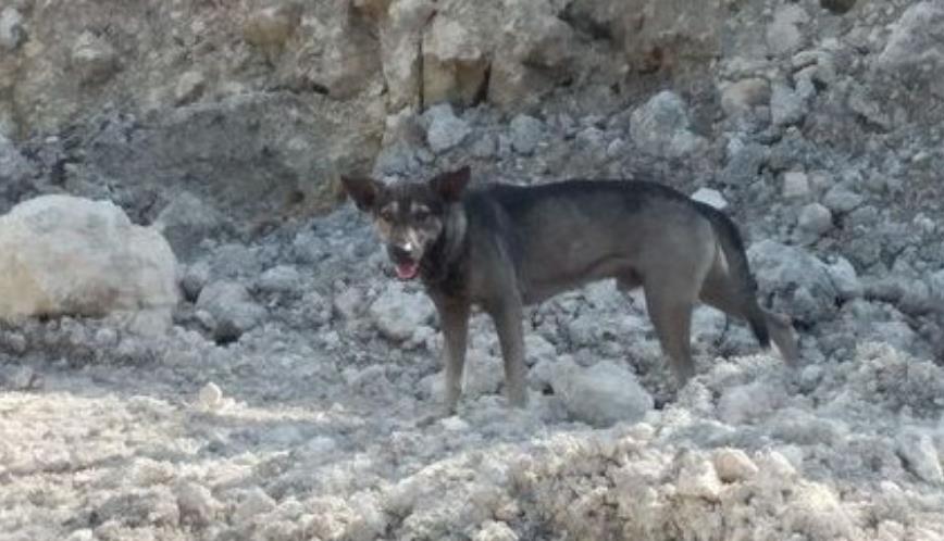 Hero Pup Blacky Saves Abandoned Newborn on Philippine Mountain, Sparks Heartwarming Community Support!