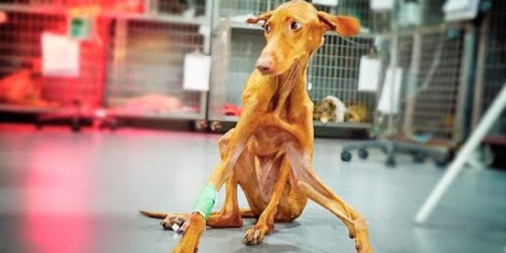From Frail to Thriving: This Dog's Miraculous Rescue and Recovery Will Inspire You!