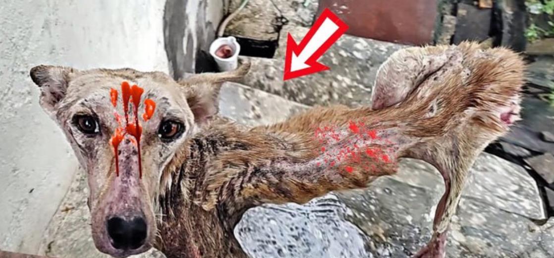 Community Comes Together to Save and Heal Injured Dog Found in Garden – A Heartwarming Rescue Story!