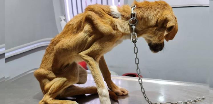 From Captivity to Freedom: The Inspiring Rescue and Transformation of Syrouz the Dog