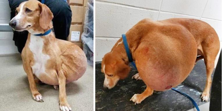 Senior Dog Hattie Starts a New Chapter After Tumor Removal and a Loving Adoption