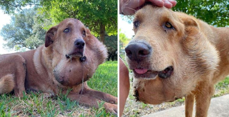From Abandonment to Recovery: Jake's Uplifting Journey of Healing and Hope