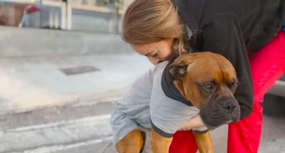 Rescued Puppy Rocco's Recovery Sparks Global Support for Animal Rescue Efforts