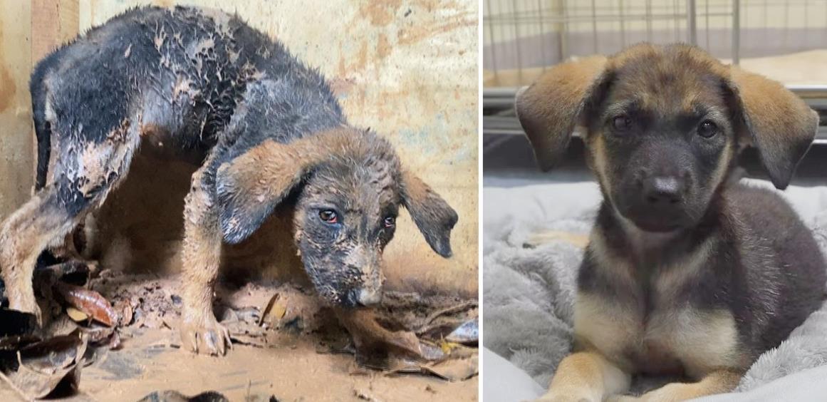 From Rescue to Strength: How a Puppy's Transformation United a Community