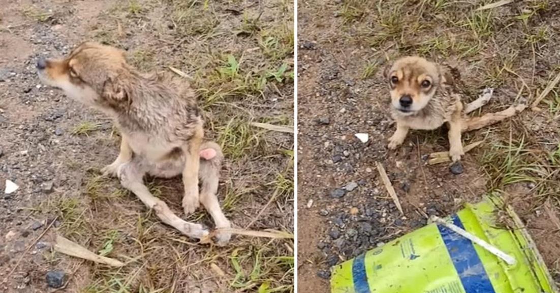 Rescued Dog Charlotte Discovers New Life and Happiness After Dramatic Highway Rescue