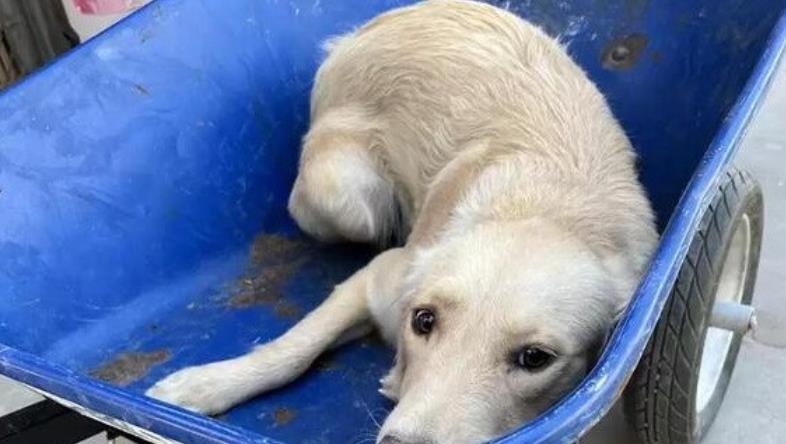 From Wheelbarrow to Forever Home: Darla's Inspiring Journey of Resilience and Hope