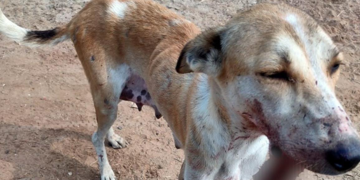 How a Heroic Rescue Turned an Injured Stray into a Cherished Family Pup