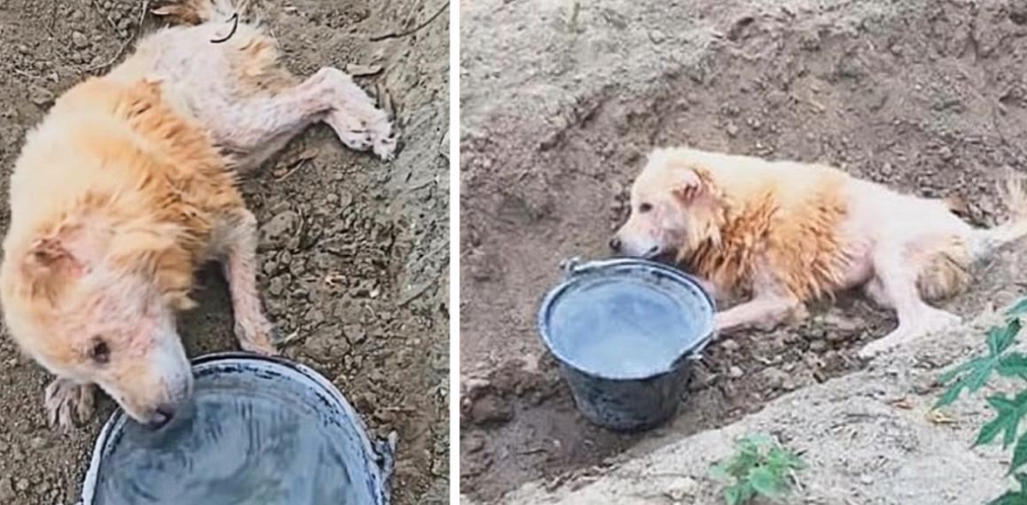 From Abandoned to Adored: A Resilient Pup's Journey to Healing with a New Hero