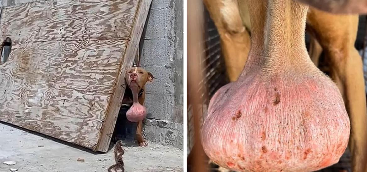 Miracle Rescue: Dog Saved From Abandonment and Tumor, Transformed After Life-Saving Surgery