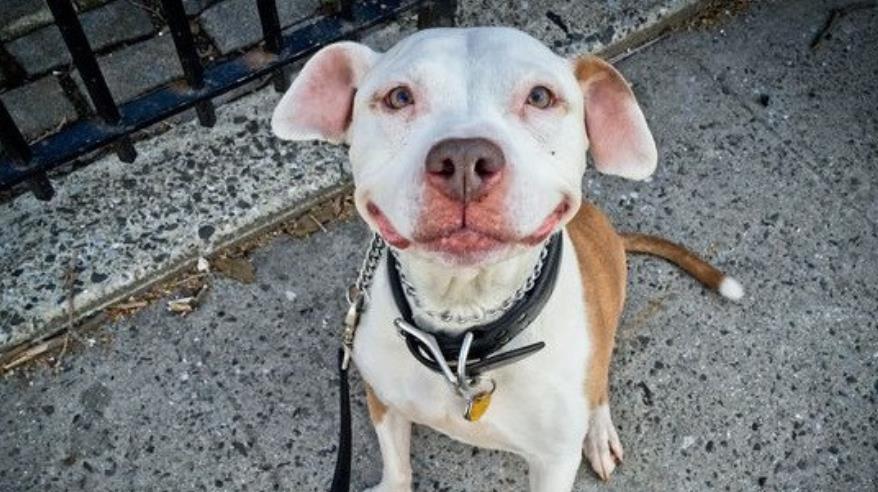 From Stray to Social Media Star: Brinks the Smiling Pit Bull Wins Hearts on Instagram