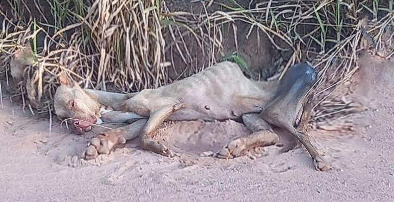 Rescued Dog Elena Takes Her First Steps Again After Life-Saving Surgery and Loving Care