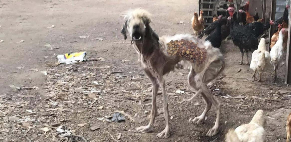 From Struggle to Strength: Stray Dog's Amazing Transformation After Rescue and Care