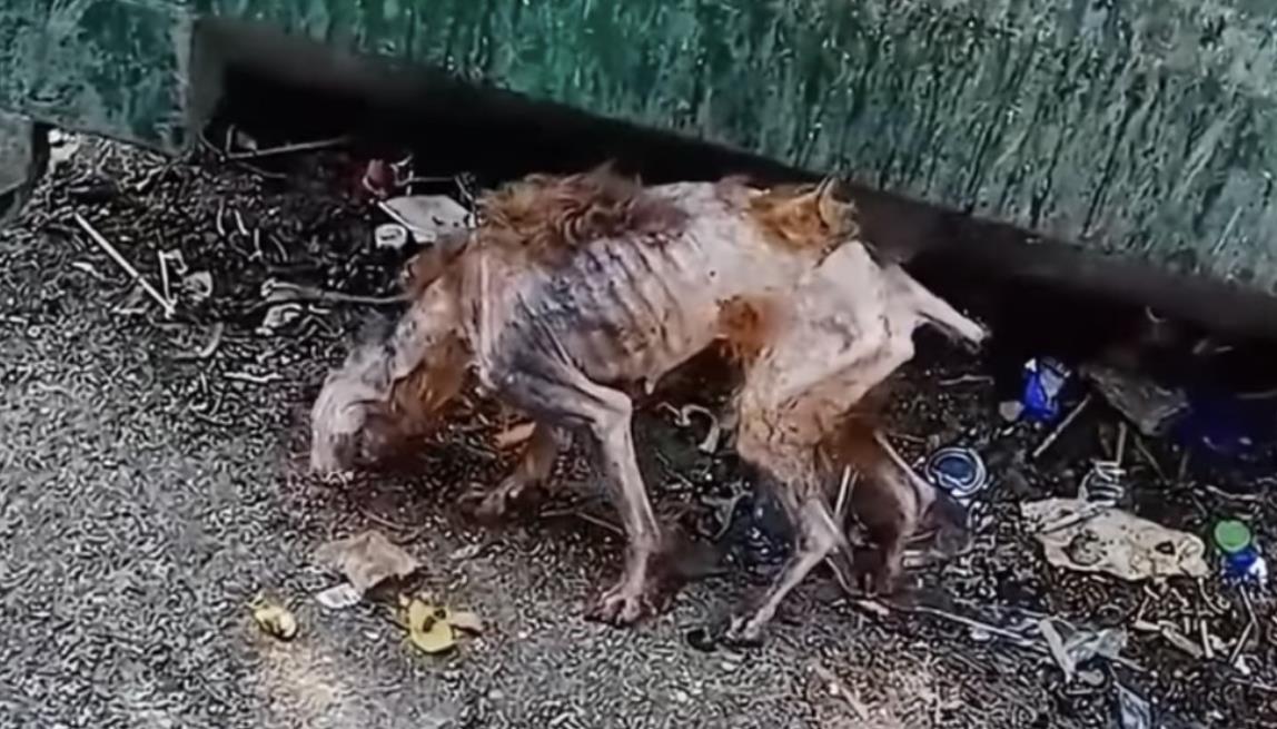 Stray Dog's Incredible Transformation: A Journey from Desperation to Hope Through Rescue