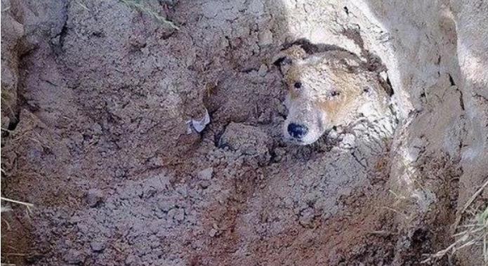 Cape Town Principal Under Fire for Ordering Paralyzed Dog to Be Buried Alive on School Grounds