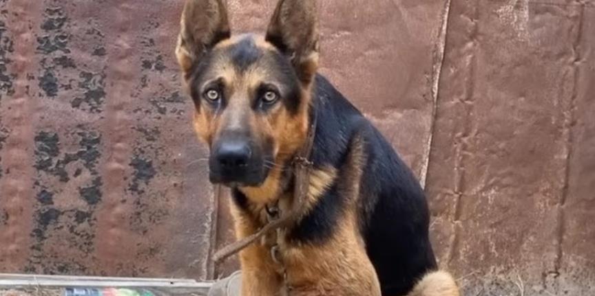 Rescue Victory: Senior Dog Jordan Beats Neglect and Cancer with Life-Saving Amputation