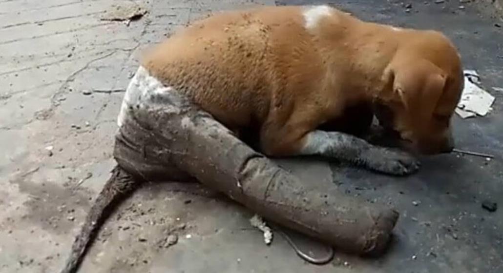 Triumph of Rescue: Senior Dog Jordan Overcomes Neglect and Cancer with Life-Changing Amputation