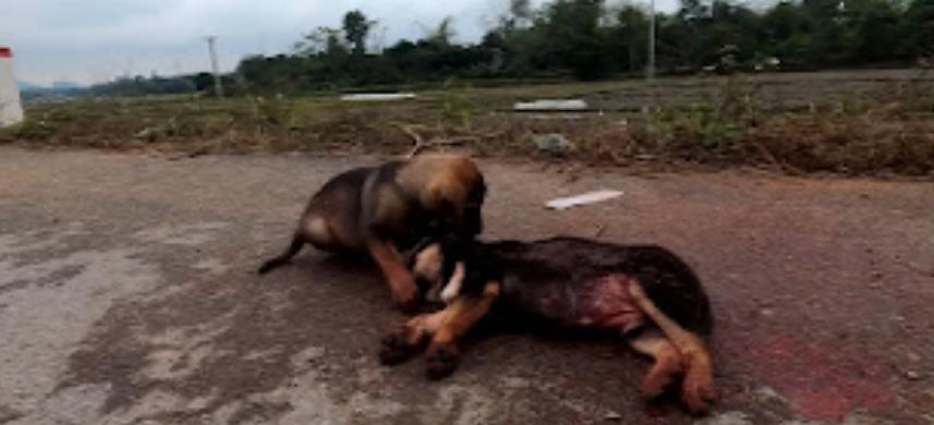 Courageous Puppy Found by the Roadside: Rescue Offers Hope After Devastating Loss