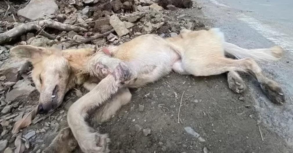 Rescued Dog Overcomes Tragedy: An Inspiring Journey to Healing and Joy