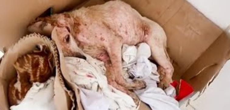 From Forgotten to Flourishing: Basura's Inspiring Transformation from Neglect to Vibrant Recovery