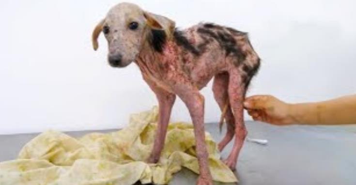 From Stray to Star: Johnny the Dog's Touching Journey to Triumph